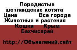 Породистые шотландские котята. › Цена ­ 5 000 - Все города Животные и растения » Кошки   . Крым,Бахчисарай